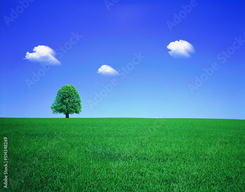草原の一本の木
