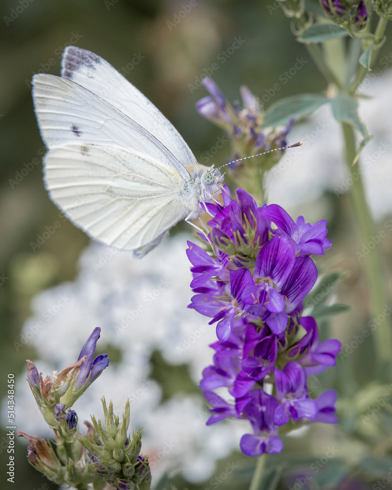 Naklejka premium white butterfly on a flower