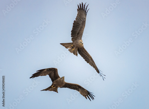 eagle in flight © adrian