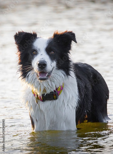 border collie dog