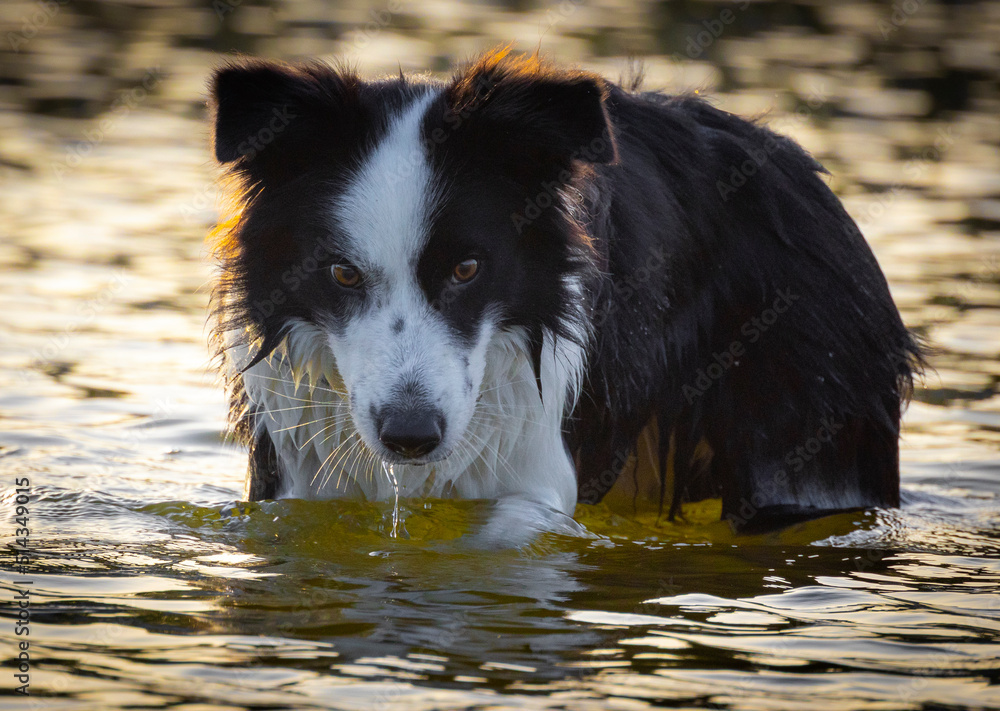 dog in water dog in water