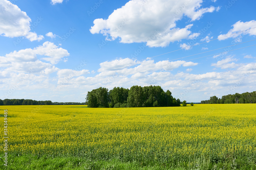 A blooming yellow field against a bright blue sky with beautiful clouds. A sunny day.