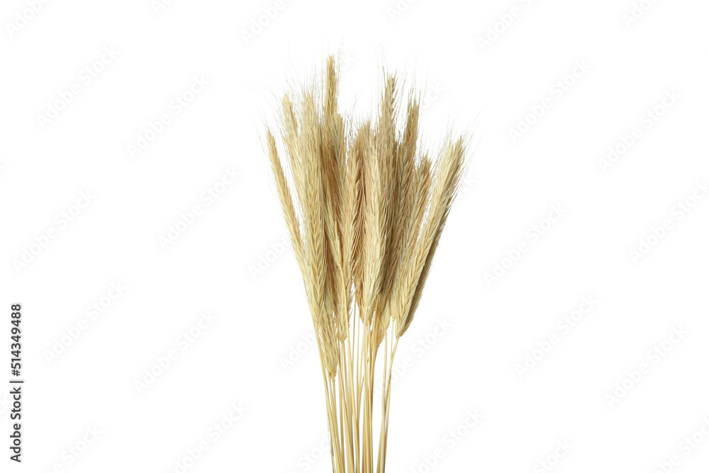 Fototapeta premium Spikelets isolated on white background, Hygge concept