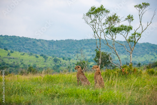 These cheetahs  Acinonyx jubatus  in South Africa s Sungulwane park are looking for prey