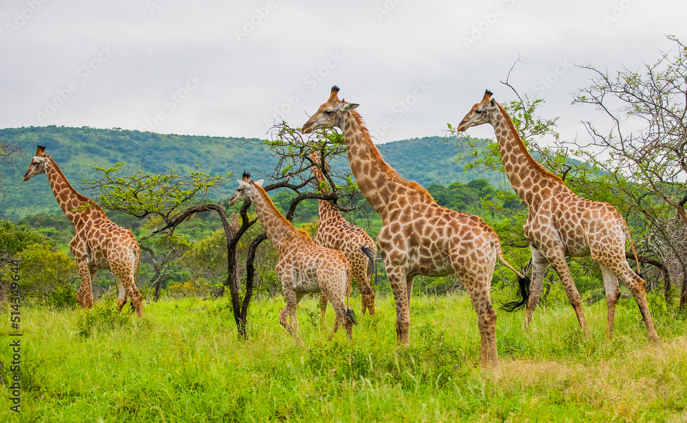 Fototapeta premium There are many Giraffes in the Sungulwane Private Game Reserve near Durban city in Kwazulu Natal.
