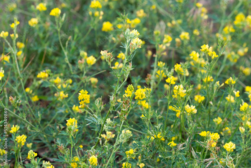 Medicago falcata, yellow lucerne flowers closeup selective focus Medicago falcata, yellow lucerne flowers closeup selective focus