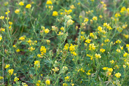 Medicago falcata, yellow lucerne flowers closeup selective focus