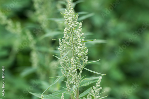 Photos Chenopodium album, wild spinach closeup selective focus