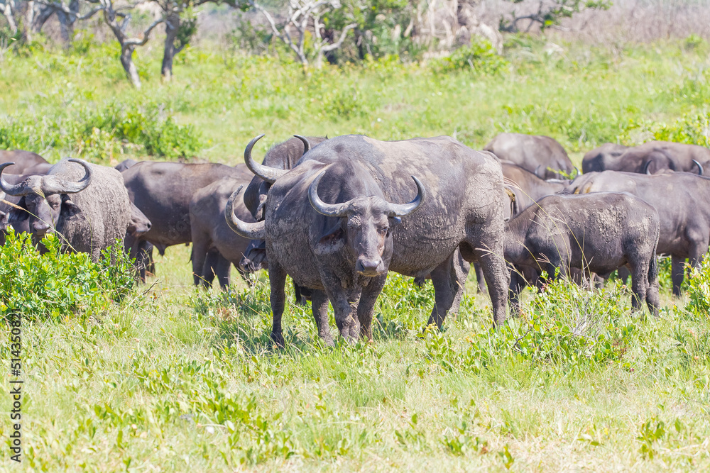 The combination of hundreds of buffaloes in Isimangaliso Wetland Park in South Africa resembles the Great Migration in Serengeti National Park.