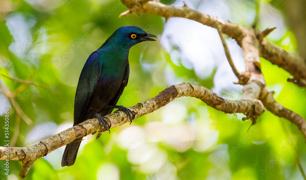 Cape glossy starling (Lamprotornis nitens) is a species of starling in the family Sturnidae. It is found in southern Africa, where it lives in woodlands, bushveld and in suburbs.