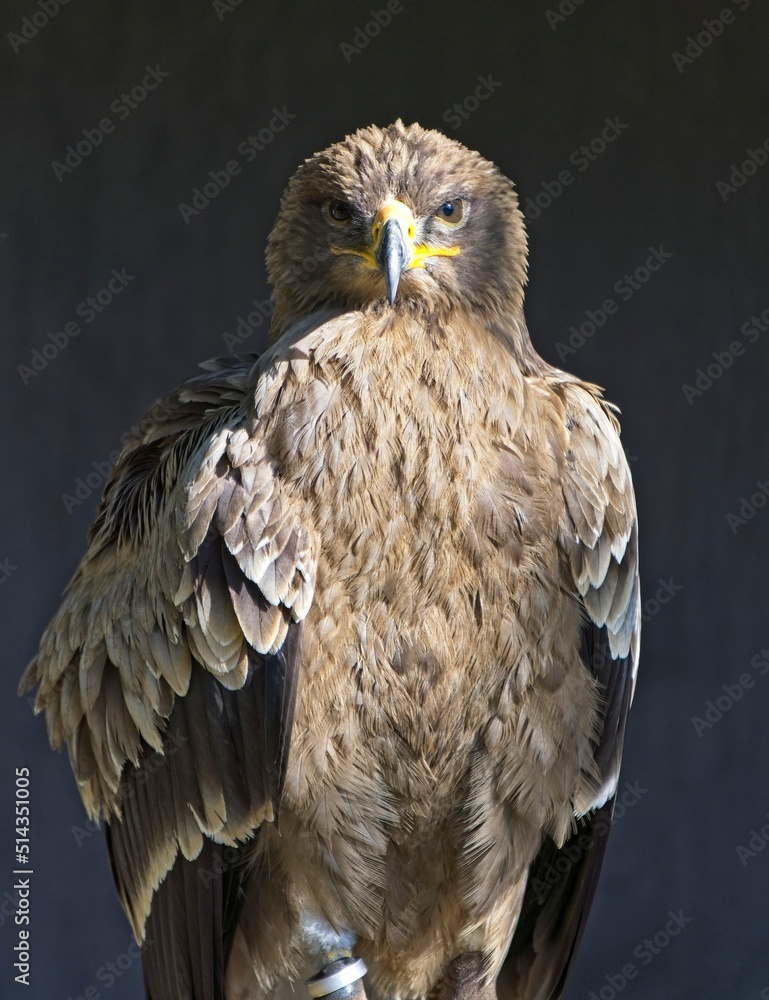 Fototapeta premium Steinadler