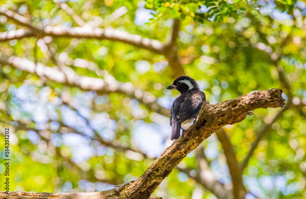 The white-eared barbet (Stactolaema leucotis) is a species of bird in the family Lybiidae (African barbets). It is found in Kenya, Malawi, Mozambique, South Africa, Swaziland, Tanzania, and Zimbabwe. The white-eared barbet (Stactolaema leucotis) is a species of bird in the family Lybiidae (African barbets). It is found in Kenya, Malawi, Mozambique, South Africa, Swaziland, Tanzania, and Zimbabwe.