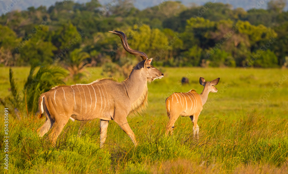 Φωτογραφία Greater kudu (Tragelaphus strepsiceros), a large species of antelope native to Eastern and Southern Africa in the hornwort family