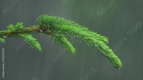 Close Up Of A Spruce Branch In A Rainstorm photo