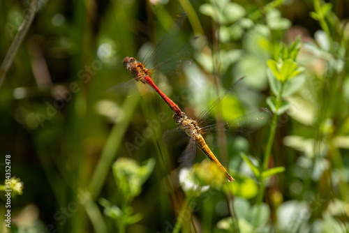 Ein fliegendes Paar der Blutroten Heidelibelle in der Seitenansicht vor grüner Vegetation © HPE