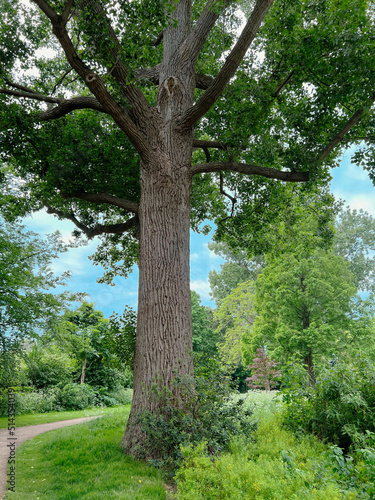 Fototapeta Naklejka Na Ścianę i Meble -  Beautiful tree with green leaves outdoors, low angle view