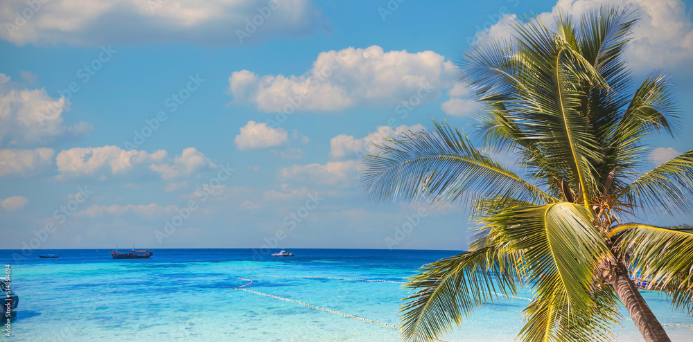 The Tropical  Summer palm  tree on the beach and sandy beach and ocean with waves background