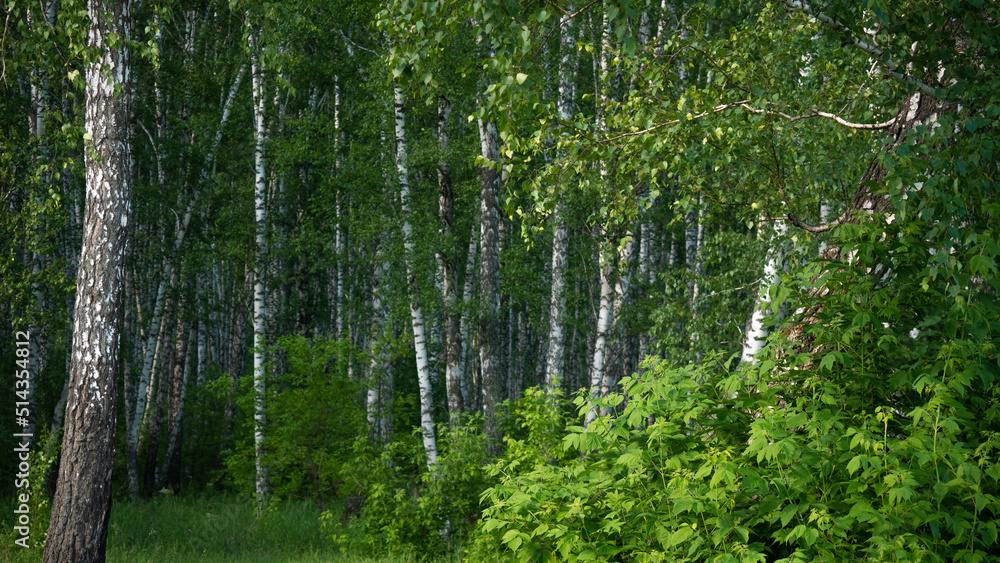 Landscape with summer forest. Bright, green forest with birches. Landscape with summer forest. Bright, green forest with birches.