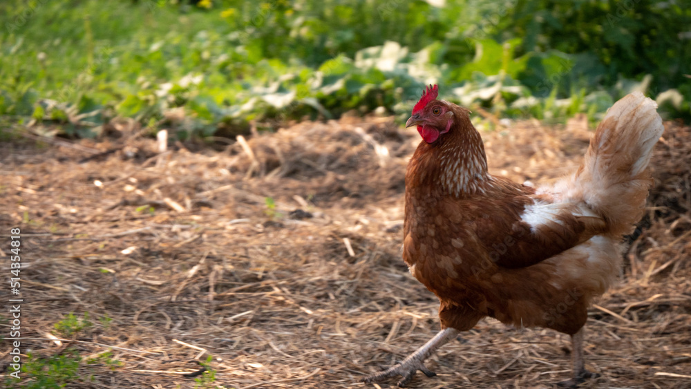 Red chicken on the farm. The chicken walks in the hay. Red chicken on the farm. The chicken walks in the hay.