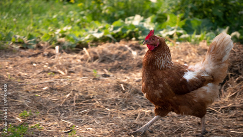 Red chicken on the farm. The chicken walks in the hay.