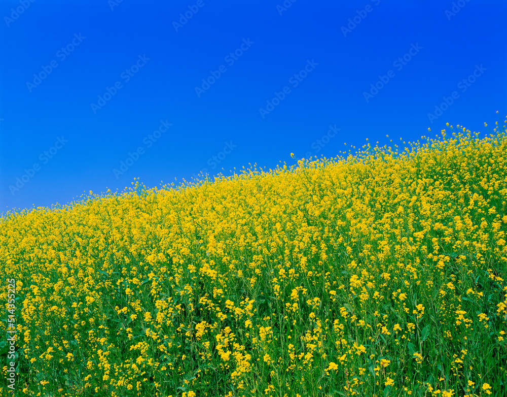 菜の花畑