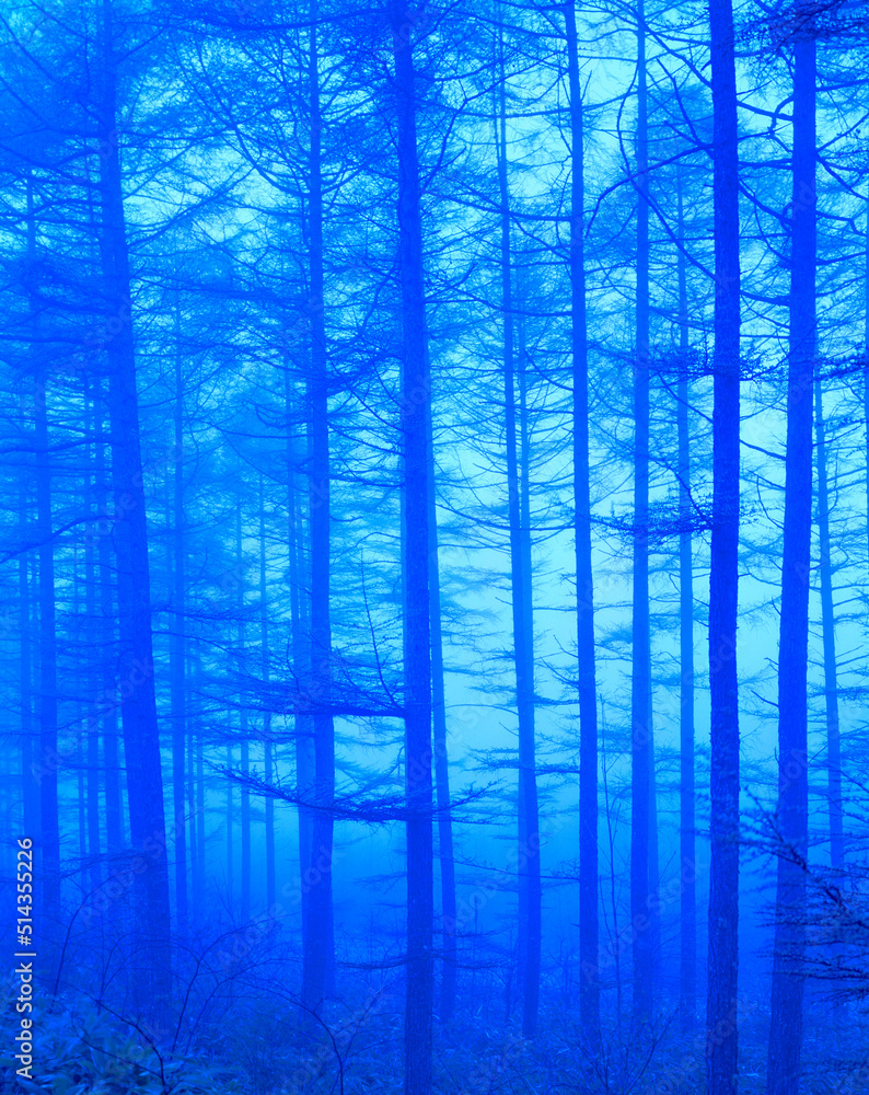 Obraz premium 霧雨のカラ松林