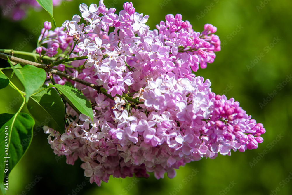 Pink lilac blooms in the Botanical garden
