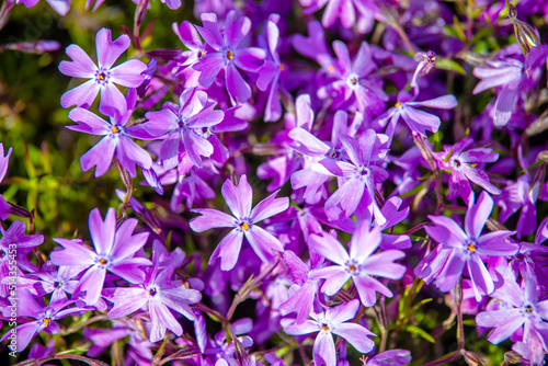 Natural background of small purple flowers