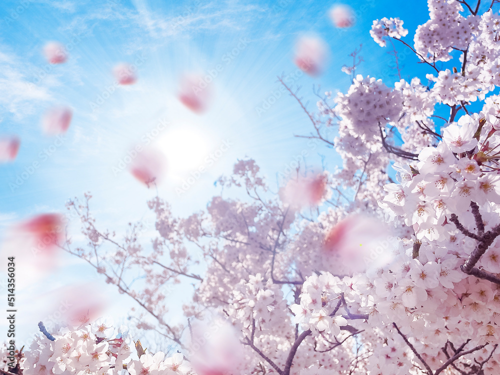 桜と太陽 桜と太陽