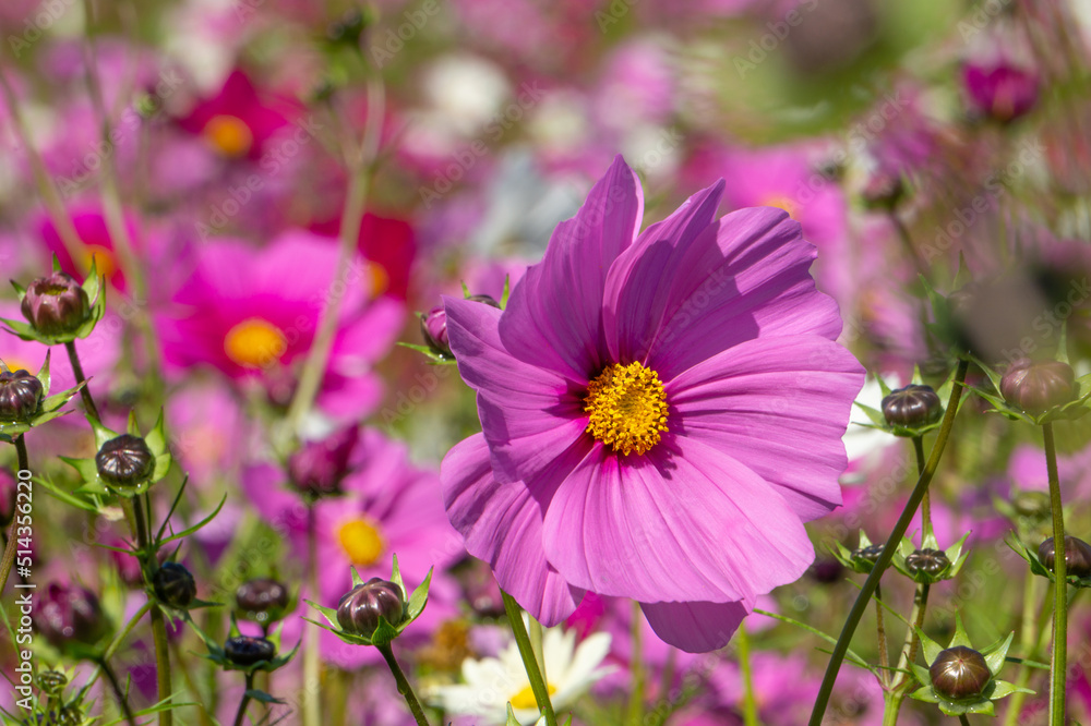 コスモス畑のコスモス