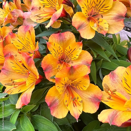 オレンジ色の花, オレンジ色のアリストロメリアユリズイセン, オレンジ色の百合水仙, ユリ科の植物, 満開の花