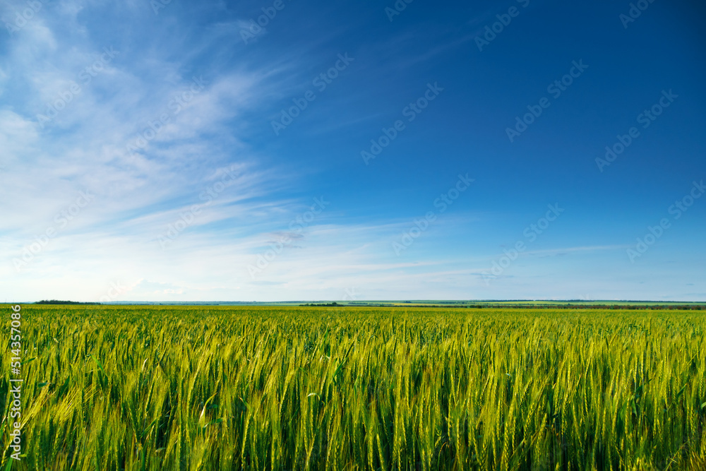 agricultural field with young green wheat sprouts, bright spring landscape on a sunny day, blue sky as background agricultural field with young green wheat sprouts, bright spring landscape on a sunny day, blue sky as background