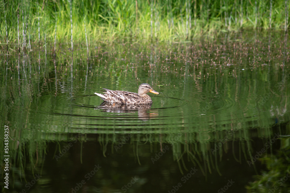 Duck in the pond. Reflection in the water. Beautiful green lake background. High quality photo