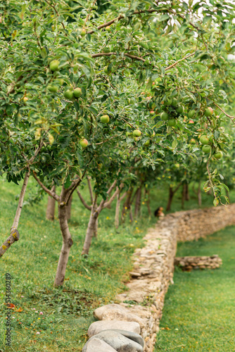 Row of young apple trees in a stone fence in the garden