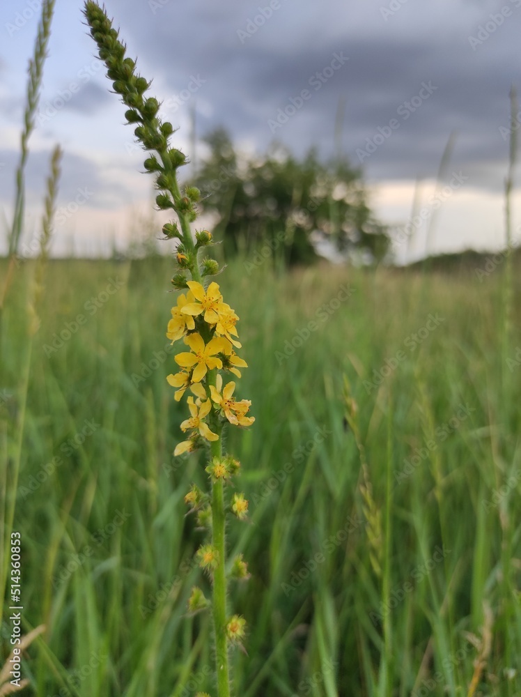 flowers in the field