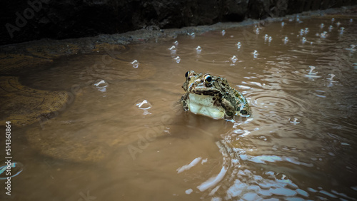 Hoplobatrachus tigerinus frog in the water  photo