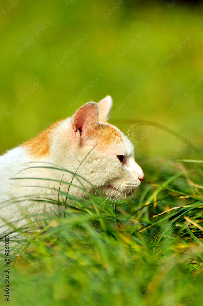 Fototapeta premium cat in grass