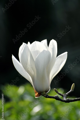 blossoming magnolia in spring