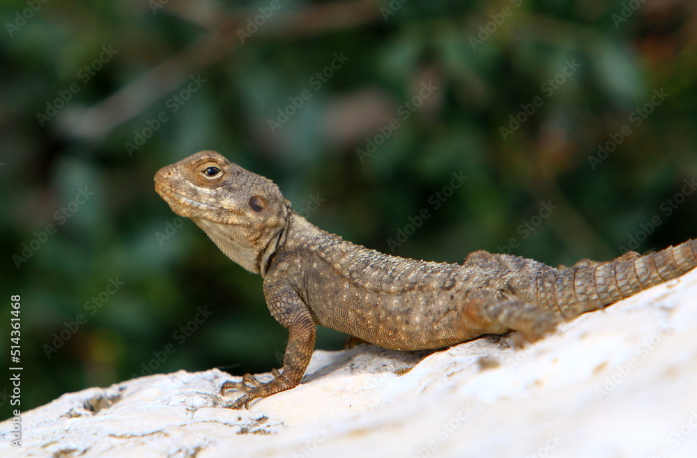A lizard sits on a stone in a city park