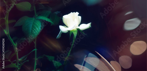 flower elegant white rose on a black background