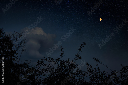 Fototapeta Naklejka Na Ścianę i Meble -  night tree branches silhouettes moon and starry sky