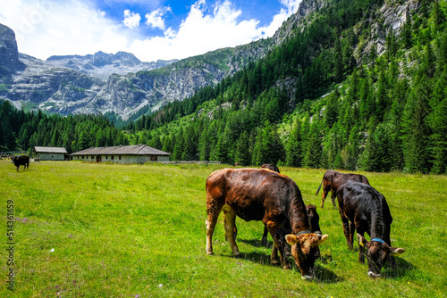 Mucche al pascolo sulle Dolomiti