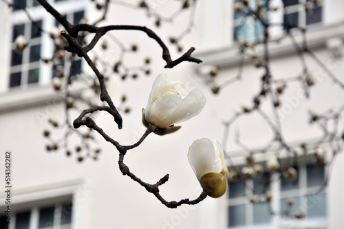 blossoming magnolia in spring