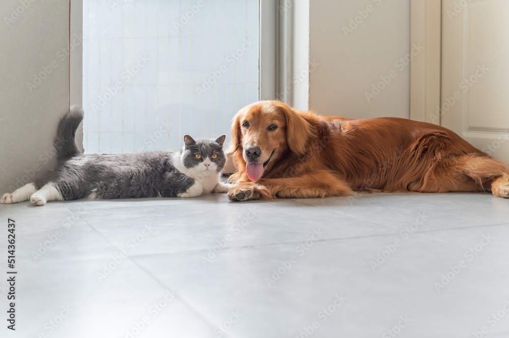 Golden Retriever and British Shorthair are friendly