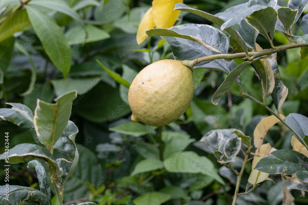 Mature ripe lemon or lime fruit close up inside of the garden with copy space Mature ripe lemon or lime fruit close up inside of the garden with copy space