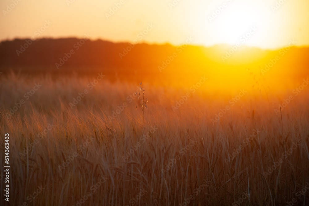Blurred background of field with ears of wheat or barley in bright orange sun.