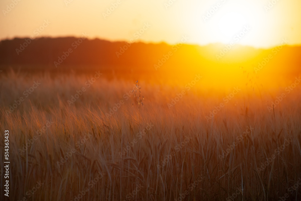 Fototapeta premium Blurred background of field with ears of wheat or barley in bright orange sun.