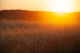 Blurred background of field with ears of wheat or barley in bright orange sun.