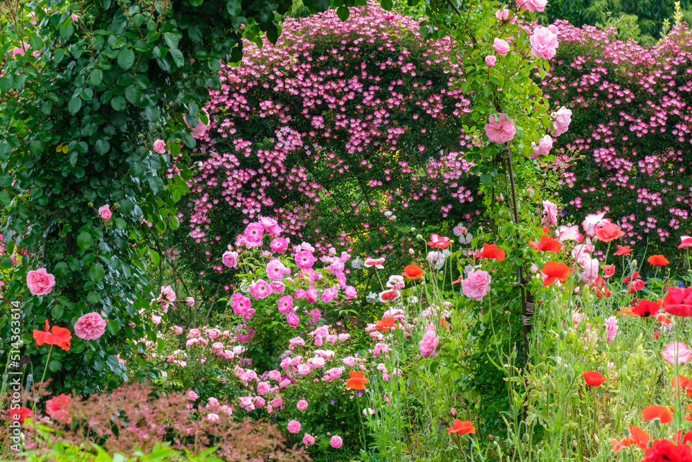 Fototapeta premium バラの花園