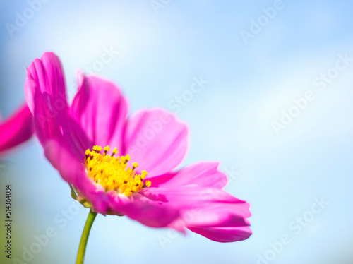 Natural beautiful flowers on blue sky background